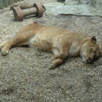 Ekologická exkurze ZOO Liberec